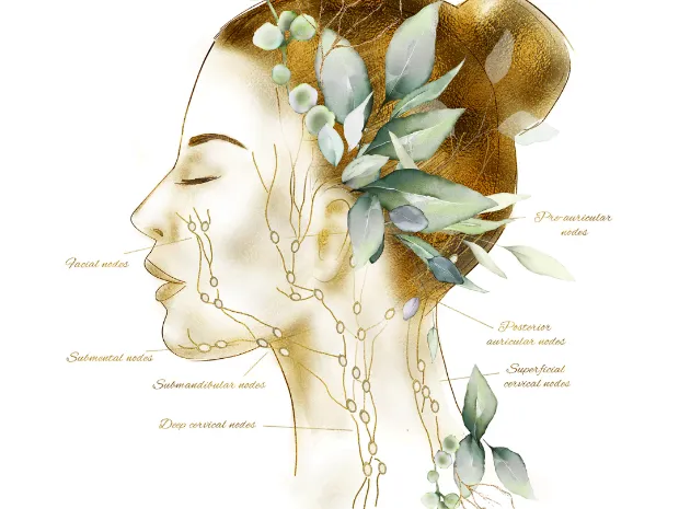 KC Lymphatics 