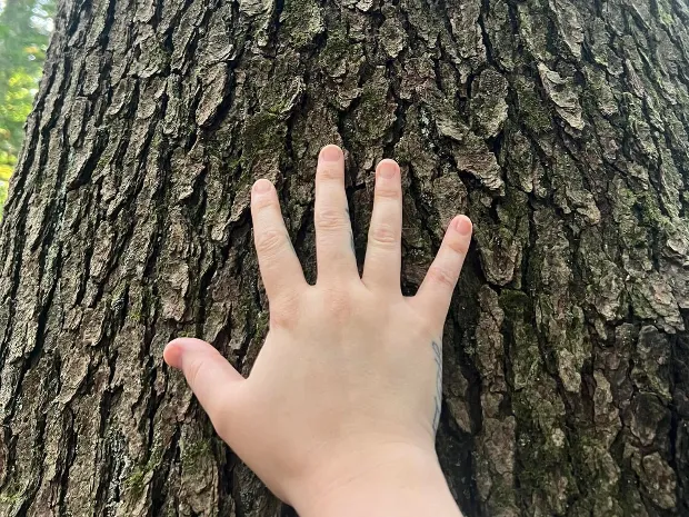 A Rooted Touch