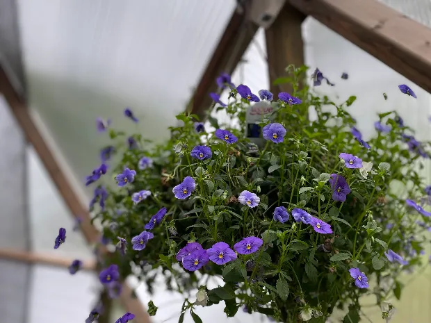Perennial Therapy LLC