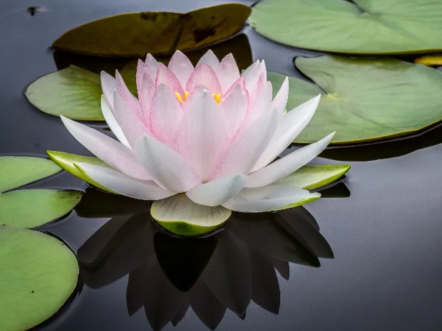 The Lotus Center