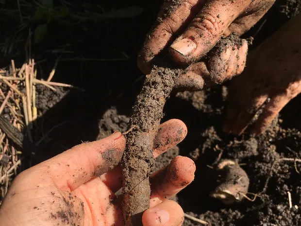 Radicle Bodywork LLC