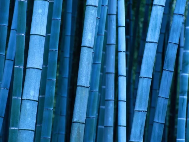 Blue Bamboo Massage