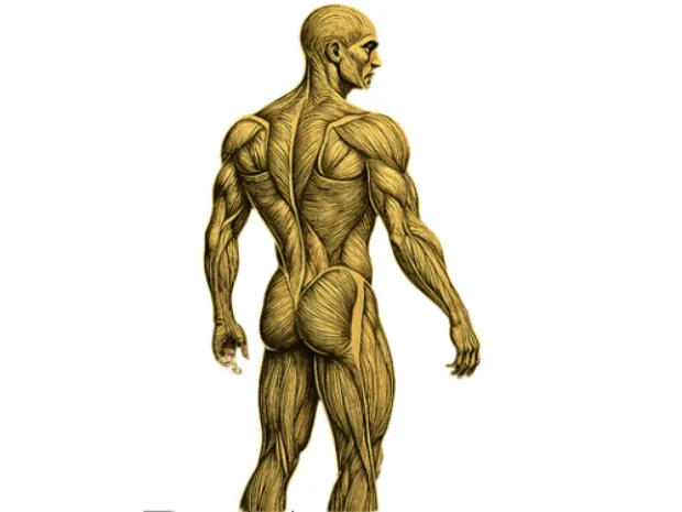DeMattia Muscular Therapy