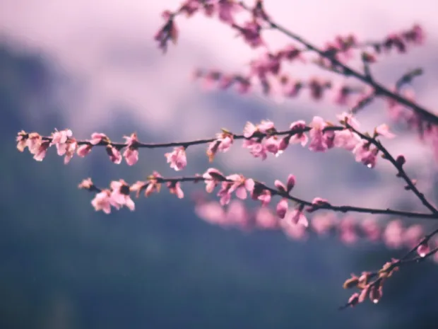 Susan E. Ward, Therapeutic Massage and Bodywork