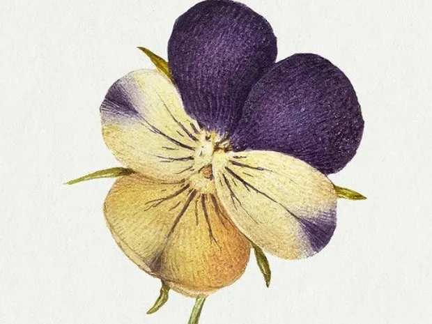 Pansy Massage + Bodywork