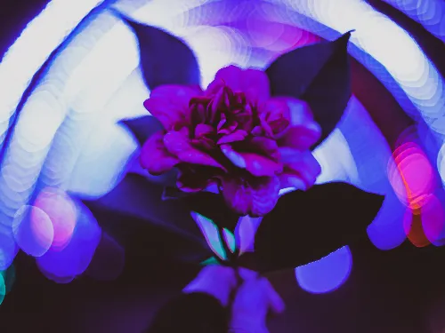 Nyneve P.