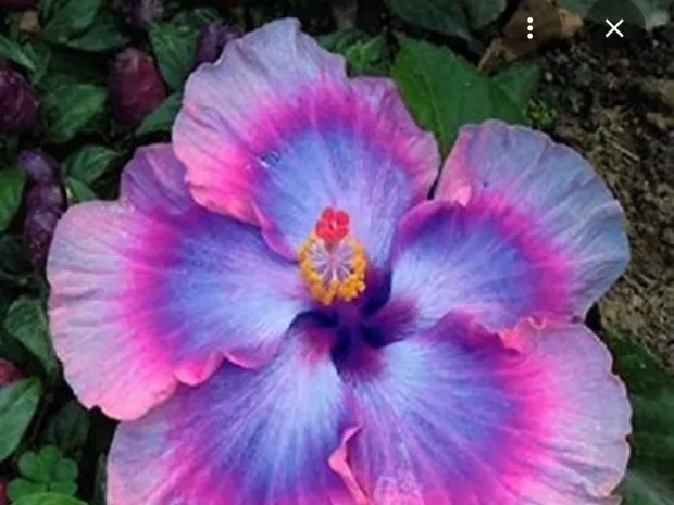 Wild Hibiscus massage
