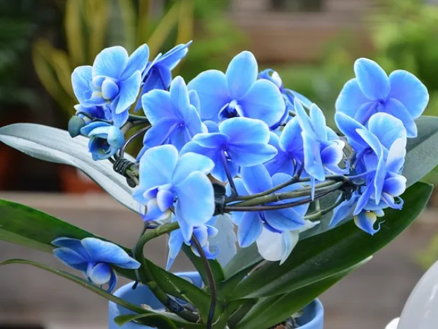 Orchid Bleu Bodyworks