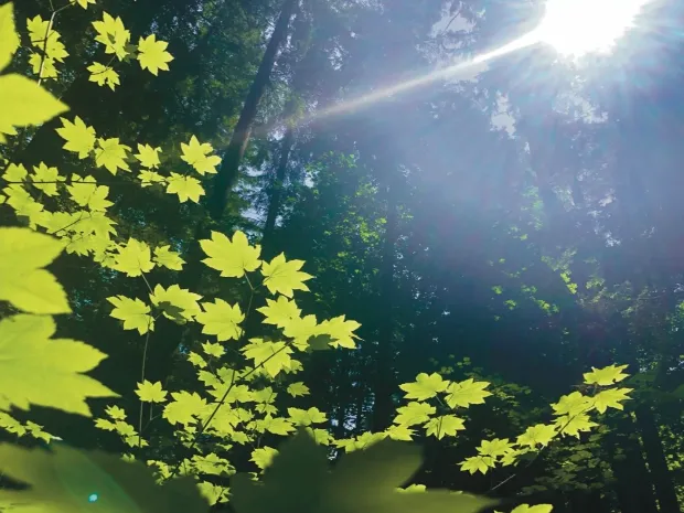 The Oasis Healing Arts PLLC