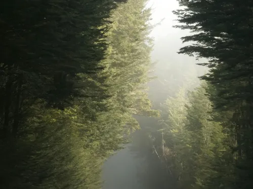 CO (.