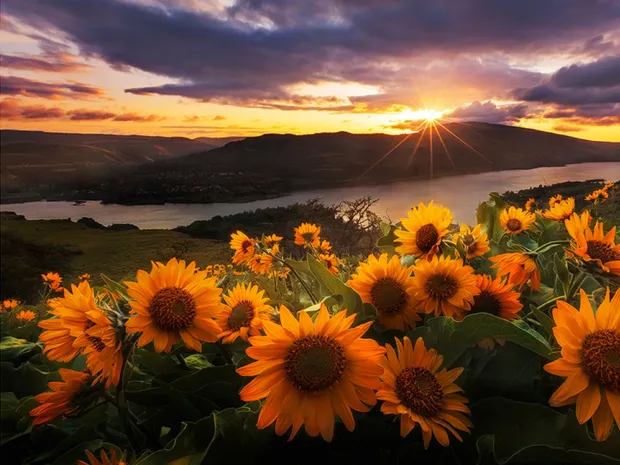 Sunflower Massage Therapy
