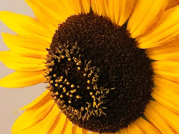Wildflower Massage Therapy
