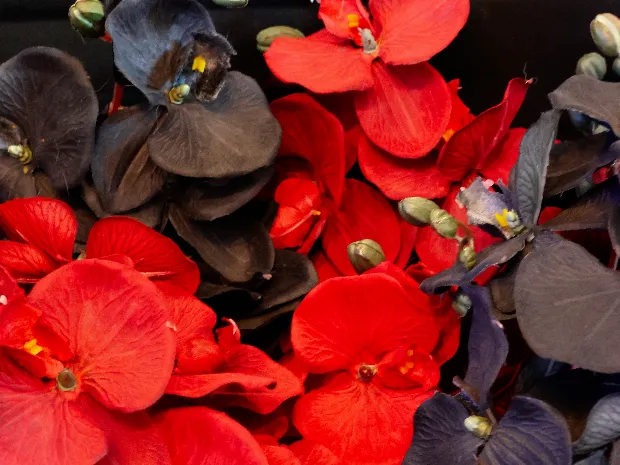 Orchid Rouge Massage 