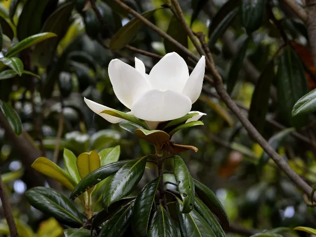Magnolia Massage and Wellness