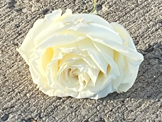 Blooming White Roses LLC