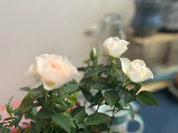 Blooming White Roses LLC