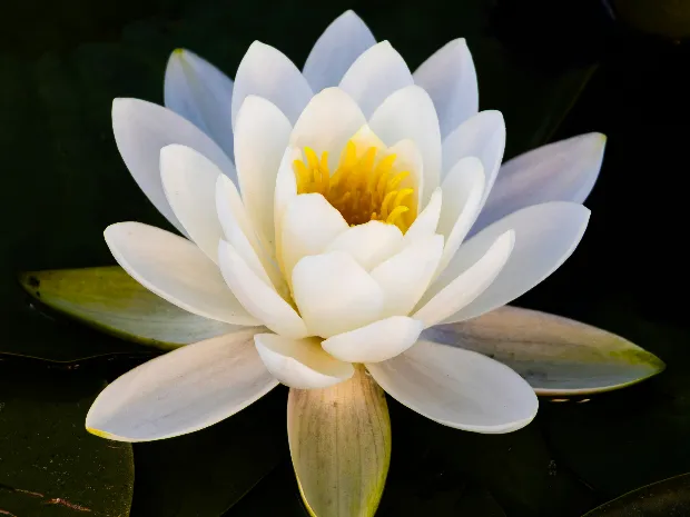 Water Lily Therapeutic Massage and Sauna