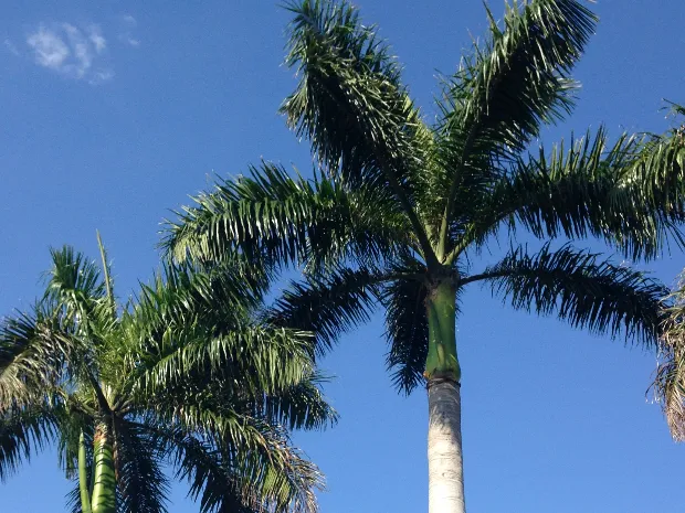 Weston Holistic...PLLC INDIANA