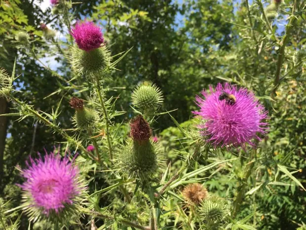 Wildflower Massage & MLD