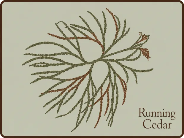 Running Cedar Massage Therapy